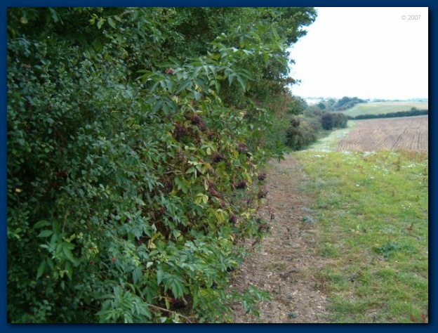 600x449 pixels (144K)